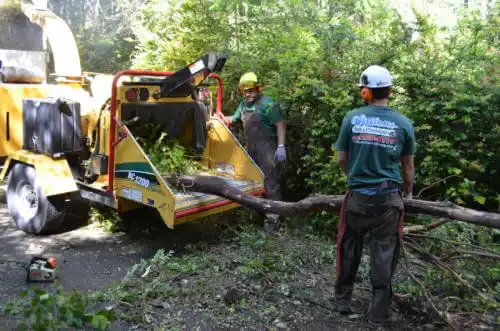 tree services Shasta